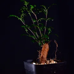 2025年最新】デカリーパワータンクの人気アイテム - メルカリ