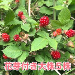 ⭐️花芽付⭐️木苺苗(大)5株⭐️ 3250円→1200円　草苺苗　野いちご野苺
