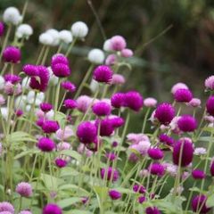 千日紅　MIX　100粒　花の種