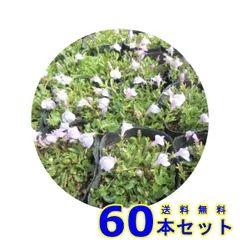 2024年最新】鷺苔の人気アイテム - メルカリ