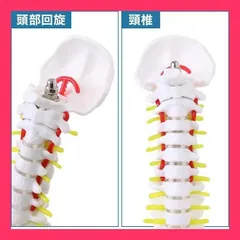 脊椎模型 約60cm 可動式 脊椎模型 約60cm 可動式 - srt-i.com 日本