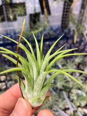 【ネコポス】チランジア イオナンタ アルビノTillandsia ionantha 'albino'　キンクマ農園☆T0138