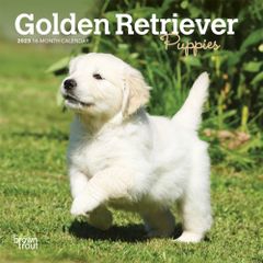 【輸入】2023年 子犬のゴールデンレトリバー ミニカレンダー ブラウントラウト