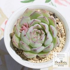 ❣️札つき 多肉植物 セダム つぶつぶ屋 ☆ざらめ☆ 抜き苗 - メルカリ