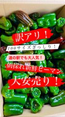 朝採れ☀︎新鮮パリパリピーマン　訳アリ　100サイズ