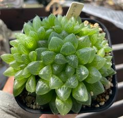 光るオブツーサ 群生 ハオルチア 多肉植物 抜き苗 - メルカリ