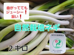 【さらに値下げしました❗】自然栽培　曲がりネギのみ　根無し　２キロ