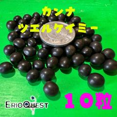 カンナ　ツエルケイミー　Canna tuerckheimii 種子　10粒