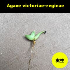 【実生】アガベ　笹の雪｜Agave victoriae-reginae