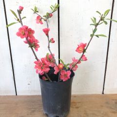 ボケ花木苗3.5号ポット赤花