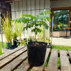 【特大】カレーリーフの木（果実付、新芽付) 特大】カレーリーフの木（果実付、新芽付)