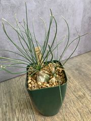 アルブカ　フミリス　球根植物　人気