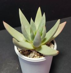 ダドレア カルトラータ dudleya Cultrata  ケーレス実生苗 月曜or火曜日発送