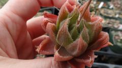 H,cymbiformis F,yariegntn
