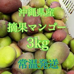 摘果マンゴー　グリーンマンゴー　青マンゴー　3㎏