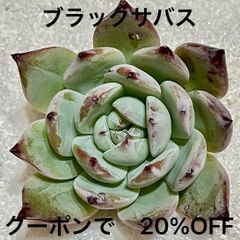ブラックサバス  多肉植物  エケベリア  韓国苗  カット苗