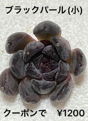 ブラックパール(小)  多肉植物 多肉 韓国苗 黒エケ 人気