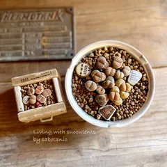 リトープスの寄せ植えセット