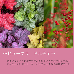 ヒューケラ　ドルチェ　5種（3.5号ポット）ツボサンゴ　耐寒性多年草　寄せ植え　グランドカバー