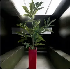 光触媒　フェイクグリーン　◯◯ファナ　人工観葉植物　◯麻　造花　草　CBD804 2026年最新】マリファナ 造花の人気アイテム - メルカリ