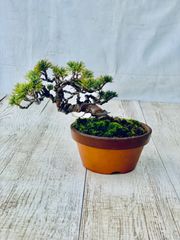 五葉松　小品盆栽　ごようまつ