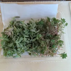 多肉植物　姫秋麗　パリダム　カット苗　セット