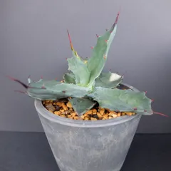 2024年最新】agave shreveiの人気アイテム - メルカリ