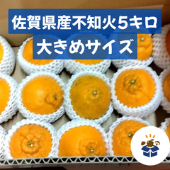 【大きめサイズ】佐賀県産 不知火 5kg