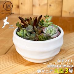 HATIMANIA 盆栽鉢 3号 1006W 鉢マニア 白 鉢づくし ミニ盆栽 多肉植物 エケベリア セダム 植木 穴あき 観葉直物 土植え 丸型 コンパクト プレゼント ミニ盆栽 Sサイズ サボテン 母の日 円形 鉢植え 区分60Y WY104-3