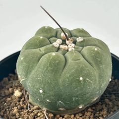 【多肉植物】サボテン・マツカナ　奇仙玉(オレンジ花) Matucana madisoniorum