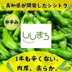 シシトウ ししとう　ししまろ  減農薬 新鮮