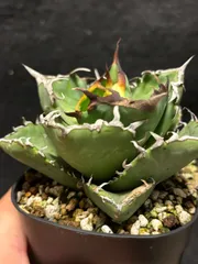 2025年最新】アガベチタノタ蟹クラブの人気アイテム - メルカリ 