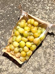 朝採り小粒完熟シャインマスカット　粒落とし2kg 糖度18〜24度　福岡発送