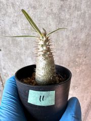 【現品限り】パキポディウム・グラキリス【A11】 Pachypodium gracilius【植物】塊根植物 夏型 コーデックス