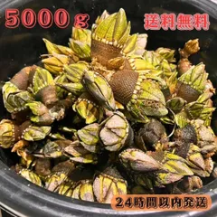 冷凍イソガニ300匹　磯ガニ　イソカニ　釣り餌　石鯛　黒鯛 冷凍イソガニ300匹 磯ガニ イソカニ 釣り餌 石鯛 黒鯛の通販 by
