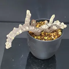 最終値下！一押し残り5株★【実生株】モンソニア ムルチフィダ【採種可能】芽吹き中 最終値下！☆残り3株☆【実生株】モンソニア ムルチフィダ【将来