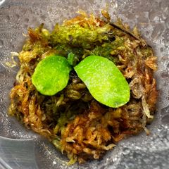 P.veitchii cv pedro tatsuta【PMsp】