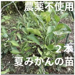 【農薬不使用】夏みかんの苗 2本 抜き苗 果物の苗 シンボルツリーに