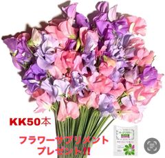 花 生花 切り花 花束 発送日に収穫 超新鮮 最速即日発送 産地直送 スイートピー 混合 KK50本 ※保水有 フラワー サプリメント ガーデニング インテリア 春の花 新春 切花
