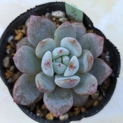 多肉植物　ラウリンゼ