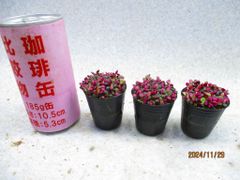 アナカンプセロス 桜吹雪 3点組 (画像見本品)4㎝ポット＊定形外郵便発送
