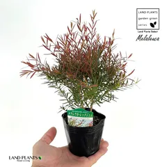 良品。メラレウカ レッドジェム1.5M(鉢底から)品番B 良品。メラレウカ レッドジェム1.5M(鉢底から)品番B