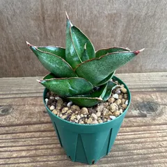 2026年最新】サンスベリアの人気アイテム - メルカリ