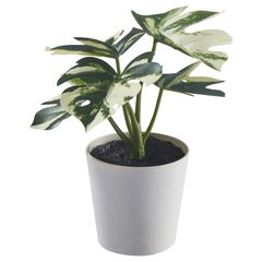 FEJKA フェイカ 人工観葉植物 鉢カバー付き, 室内/屋外用 モンステラ IKEA