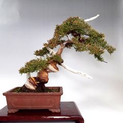 糸魚川真柏　貴風盆栽　樹高28cm　2705