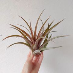 エアプランツ チランジア カピタータレッド 着生植物 インテリア 送料無料