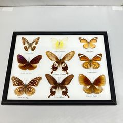 蝶の標本14匹セット - メルカリ
