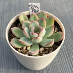 【ハウォルヤ】★韓国苗★多肉植物★エケベリア★カット苗★