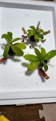 【食虫植物】　ネペンテス　ガヤ　1鉢