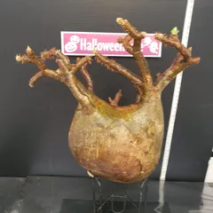 グラキリス ベアルート 現地球 ファイナルラストサマーセール品_15 グラキリス ベアルート 現地球 ファイナルラストサマーセール品_